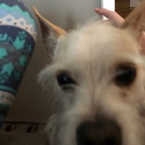 Meet your Posher, Sienna